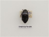 藏品(龍蝨、牙蟲)的圖片